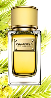 Dolce & Gabbana Velvet Mimosa Bloom női parfüm  150ml EDP